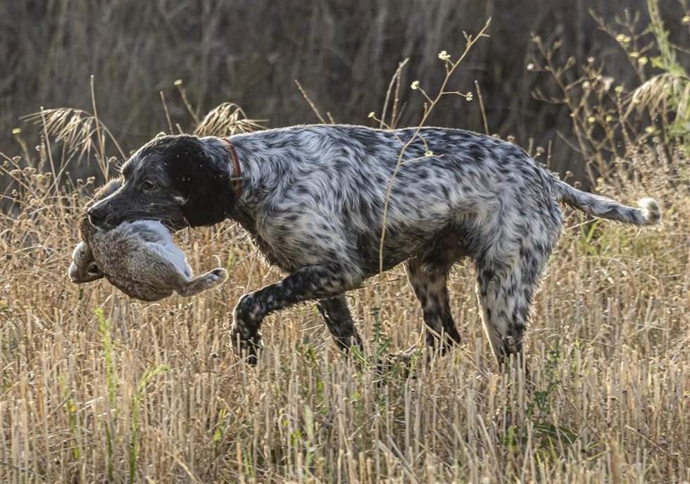 Archivo - Un perro lleva una presa en su boca, el primer día de inicio de la media veda en Castilla y León, en Olmedo, a 15 de agosto de 2021, en Valladolid, Castilla y León (España).