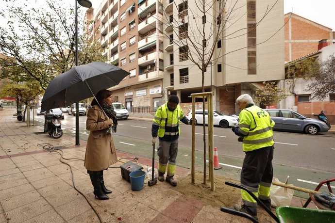 El plan especial de plantación de arbolado concluirá en marzo de 2023 con la recuperación de más de 4.000 alcorques vacíos