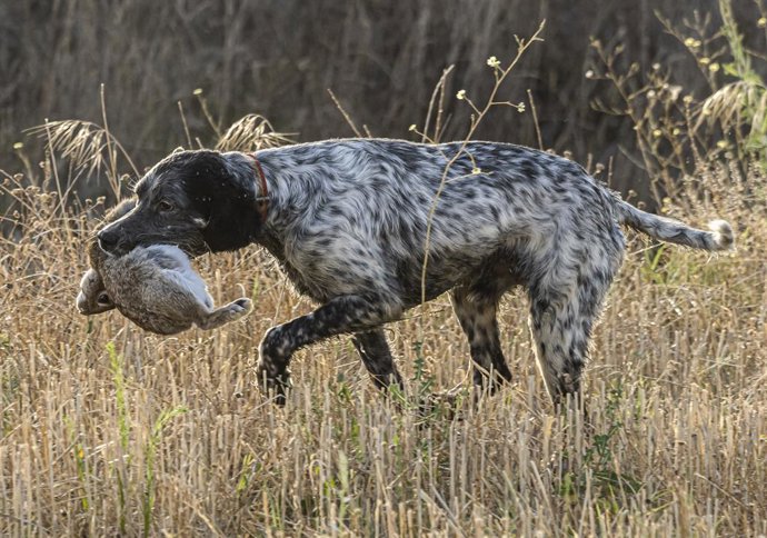 Archivo - Un perro lleva una presa en su boca, el primer día de inicio de la media veda en Castilla y León, en Olmedo, a 15 de agosto de 2021, en Valladolid, Castilla y León (España). La media veda arranca este domingo en Castilla y León con una nueva L