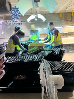Agentes de la Policía Nacional desmantelasn en Recas un vivero de marihuana.