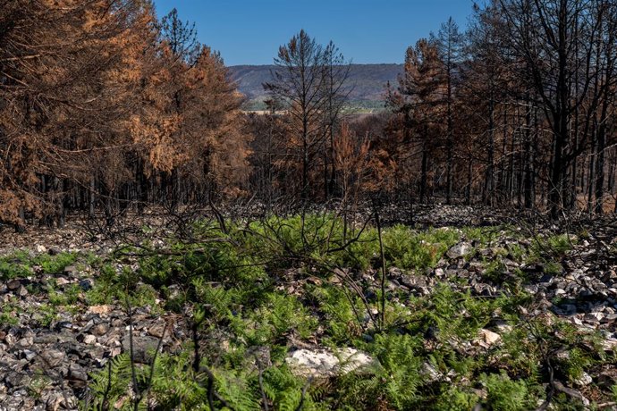 Archivo - Vegetación tras un incendio en Sierra de la Culebra, a 20 de septiembre de 2022, en Zamora, Castilla y León (España). Se trata de la primera fase en la que están quitando la madera quemada resultante de un incendio forestal en la zona que dejó