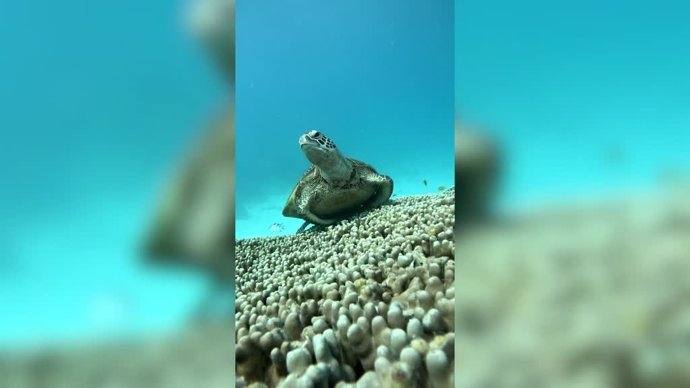 La curiosa imagen de una tortuga bostezando en el fondo del mar