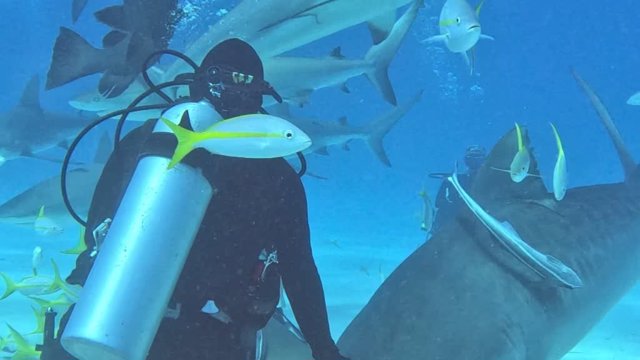 Nadando entre tiburones: las espectaculares imágenes de este buzo