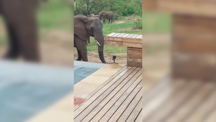 Las impresionantes imágenes de los elefantes africanos acercándose a beber agua...¡A centímetros de ellos!