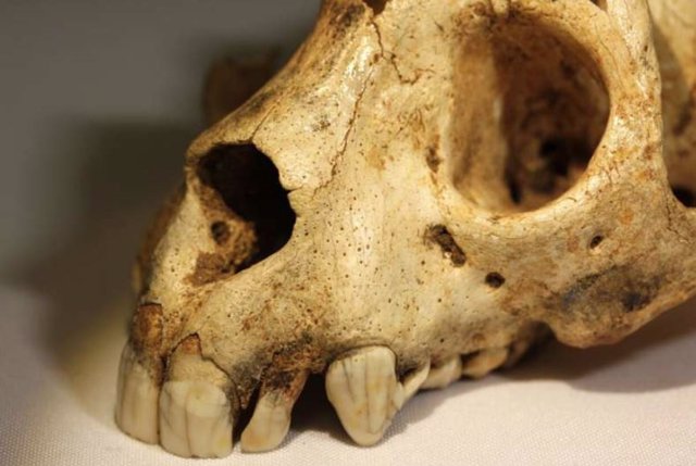 Cráneo de Archaeolemur que muestra una dentición anterior grande y robusta.