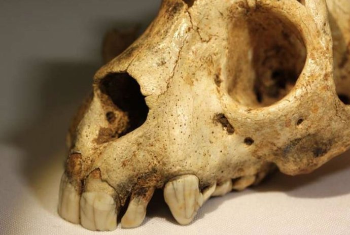 Cráneo de Archaeolemur que muestra una dentición anterior grande y robusta.