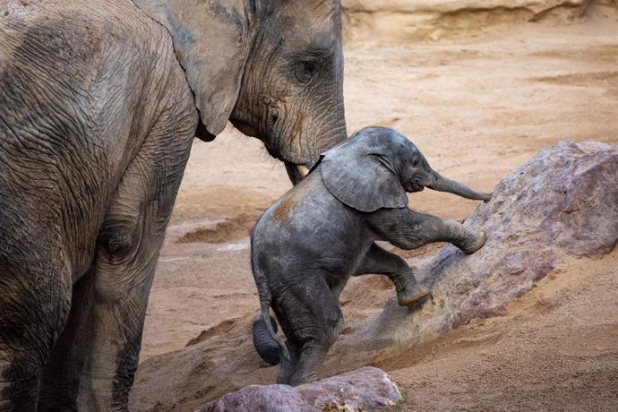 Cría de elefante en Bioparc