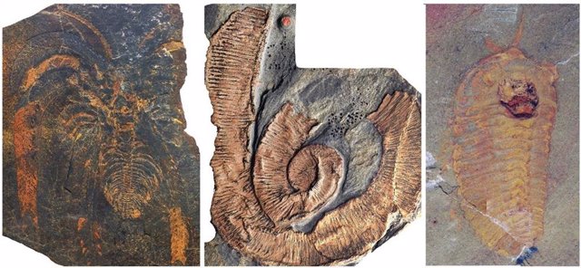 Fósiles de los Esquistos de Fezouata. De izquierda a derecha, un artrópodo no mineralizado (Marrellomorpha), un gusano paleoscolecido y un trilobites.