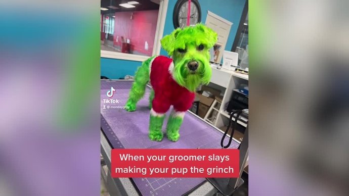 Este perro se viste y maquilla como el Grinch para celebrar la navidad