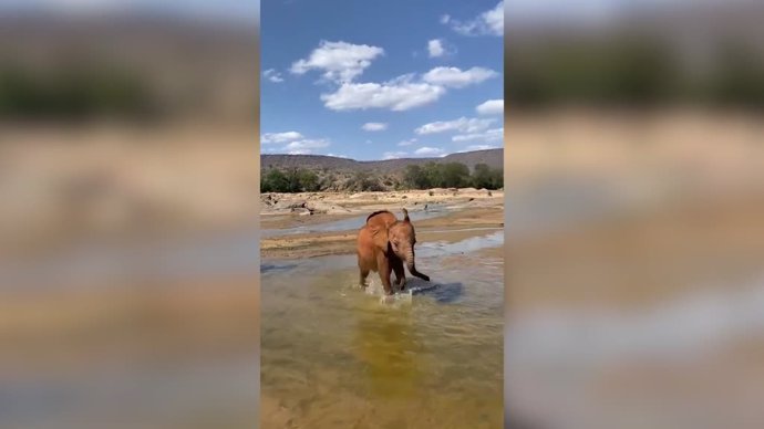 Esta cría de elefante rescatada juega con sus cuidadores en una reserva