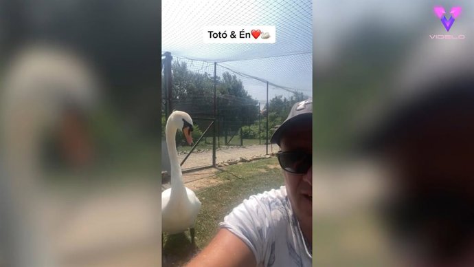 Este hombre se ha hecho viral al compartir vídeos con su cisne mascota