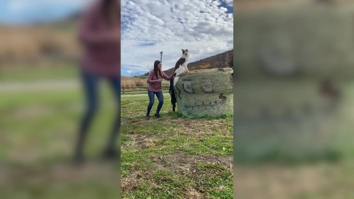 La confianza ciega de este perro en su dueña: mira su "salto de fe"
