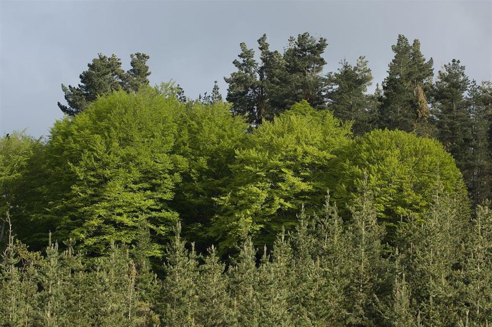 Arboles.
