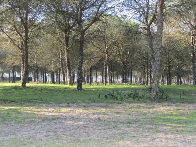 Archivo - Imagen de Doñana. Archivo. 