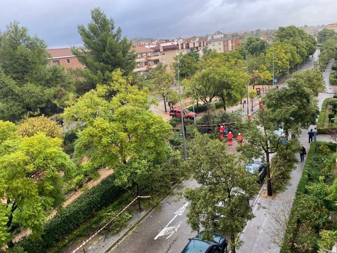 Labores del SEIS en la calle Escultor Fernandez Márquez de Córdoba tras la caída de un árbol que afecta a la vía pública.