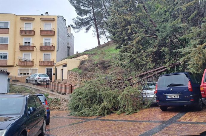Árbol caído en Cuenca a consecuencia de las lluvias