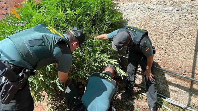 Archivo - La Guardia Civil interviene 55 kilos en plantas de marihuana cultivadas entre pimientos y tomates