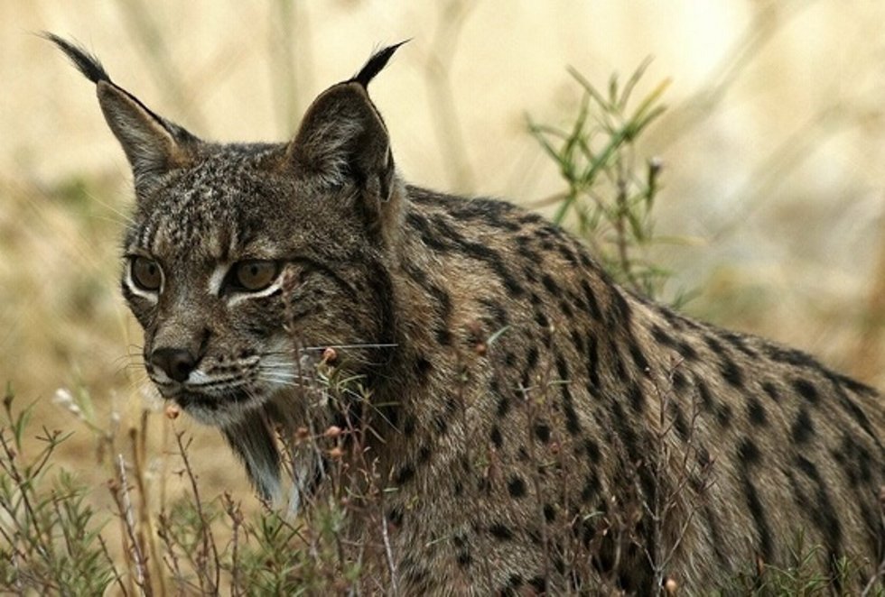 Archivo - Lince