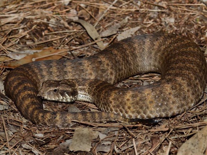 Una serpiente víbora de la muerte, también conocida como acanthophis antarcticus.