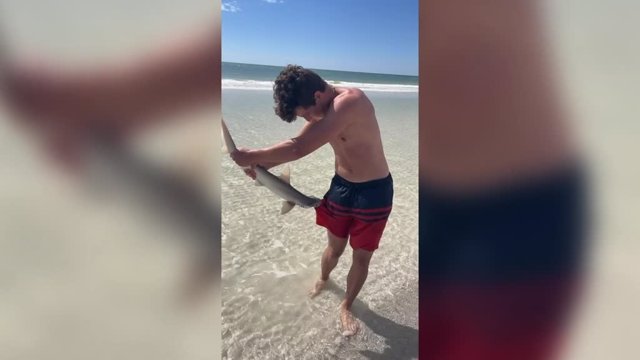Este chico estaba bañandose en la playa... ¡Y un tiburón martillo se engancho a él!