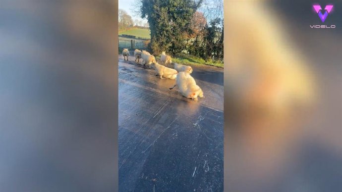 El invierno ha llegado: las primeras heladas hacen resbalar a las ovejas de esta granja