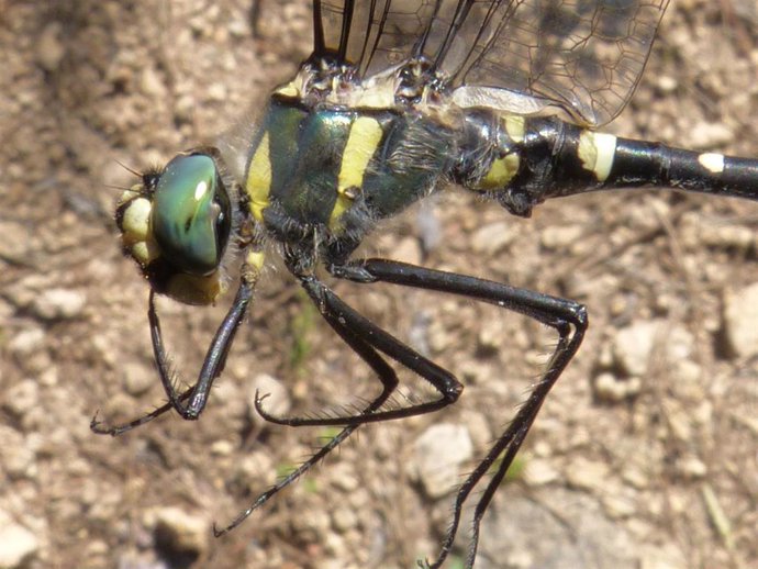 Hallada en Cuenca una libélula en peligro de extinción.