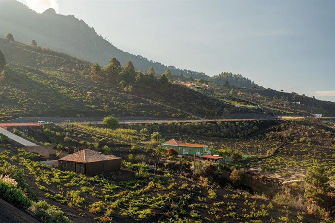 Archivo - Imagen de archivo de viñas