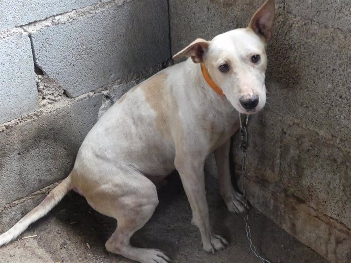 Archivo - Perro de caza hallado en condiciones precarias en un pueblo de Granada.