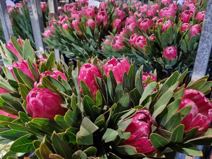 Archivo - Cultivos afectados por el volcán de la isla de La Palma