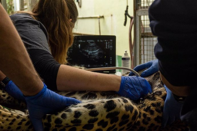 Bioparc Fuengirola realiza una revisión médica a Tissa, el leopardo de Sri Lanka por indicación de la EAZA