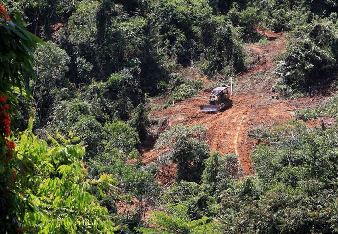 Bosque tropical talado