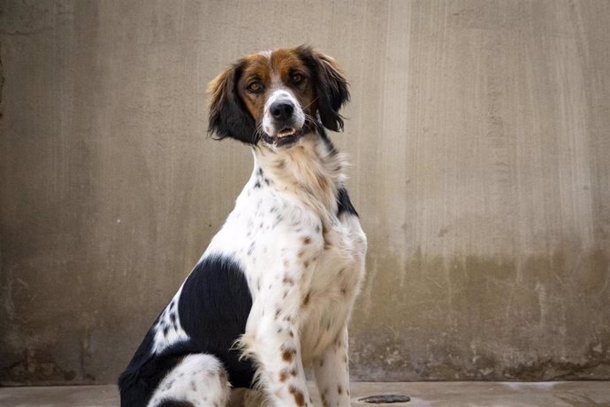 Perro abandonado