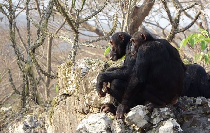 Chimpancés