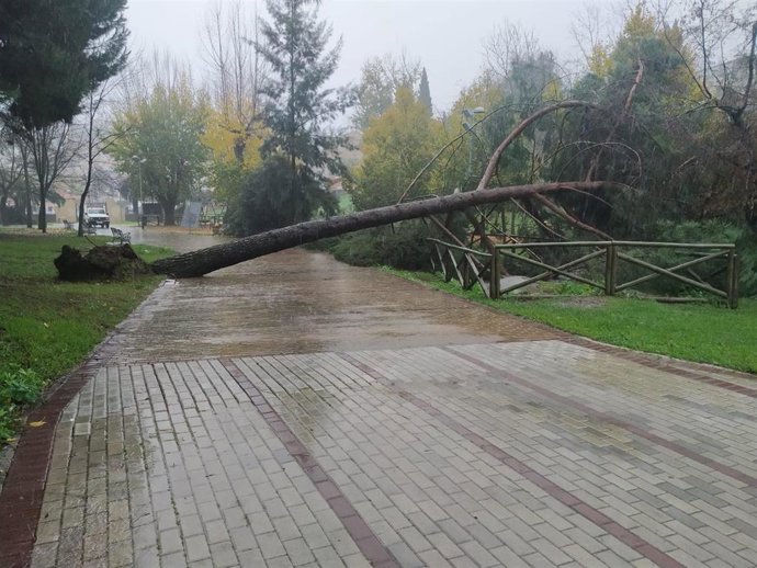 Árbol caído en el Parque del Príncipe de Cáceres