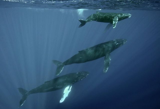 Archivo - Tres ballenas jorobadas