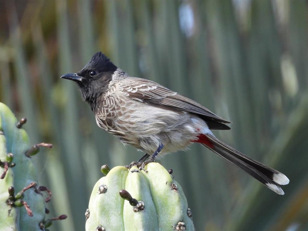 Ejemplar de Bulbul Cafre en La Latija.