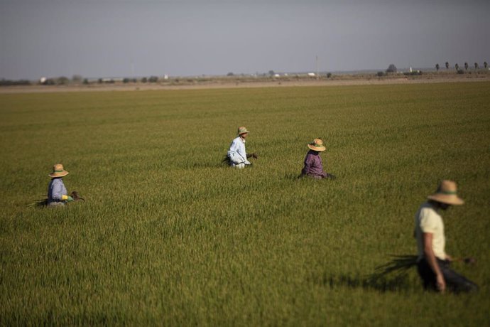 Archivo - Un grupo de jornaleros durante su labor, escardar arroz, en un arrozal en Isla Mayor (Sevilla) 