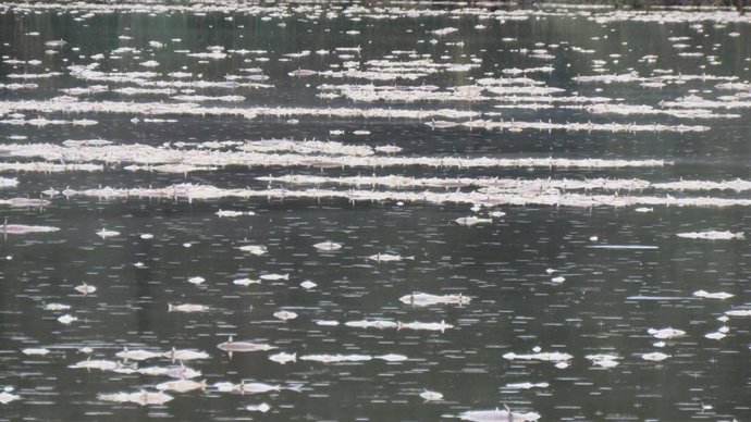 Archivo - Imagen de los peces muertos en el estero Domingo Rubio, en Palos de la Frontera (Huelva).