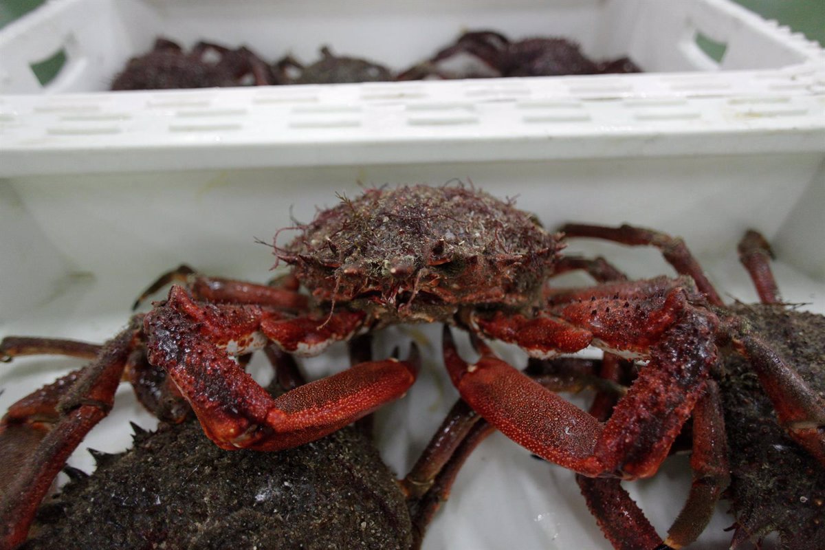 Las cofradías ya prevén una subida del pescado y del marisco 