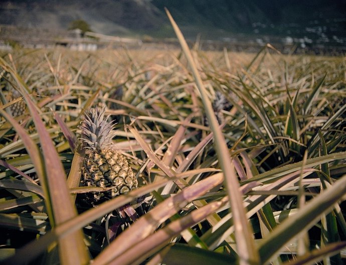 Archivo - Cultivo De Piña Tropical