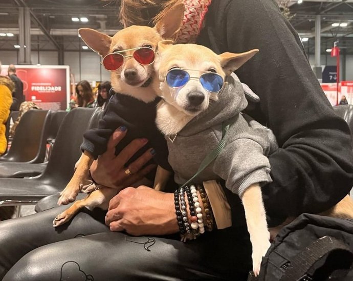 Chihuahuas en 100x100Mascotas