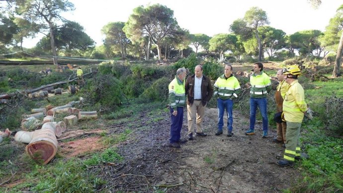Curtido en los pinares de Rota afectados por el temporal.