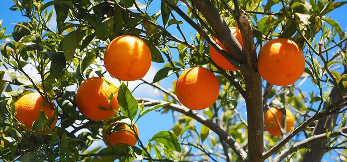 Naranjas en el campo