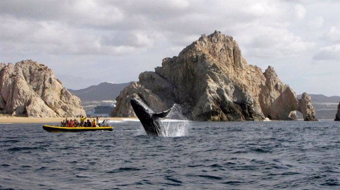 Los Cabos, el mejor destino mexicano para el avistamiento de ballenas