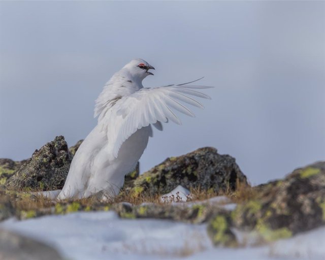 'Reliquia Glaciar', Primer Premio Intermacional De Fotografía 'David Gómez Samitier'