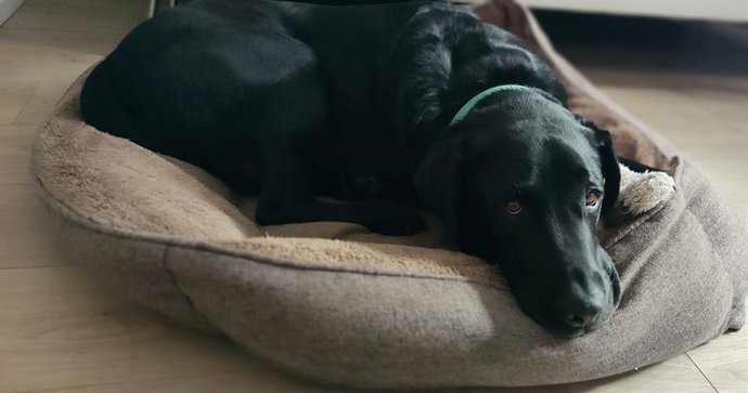 Un perro en un hogar de Salamanca