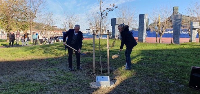 Plantación este sábado un nuevo retoño del Árbol de Gernika en Zumaia.