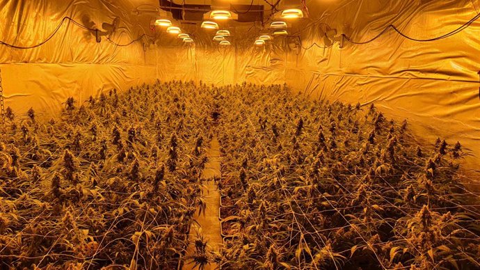 Plantas de marihuana incautadas en Molins de Rei (Barcelona)