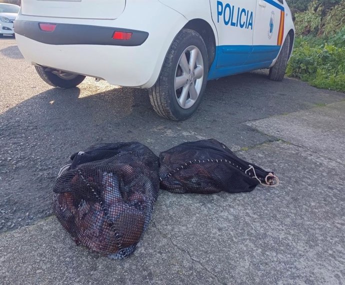 Decomisados 90 kilos de pulpo y dos de centolla en un operativo contra el furtivismo