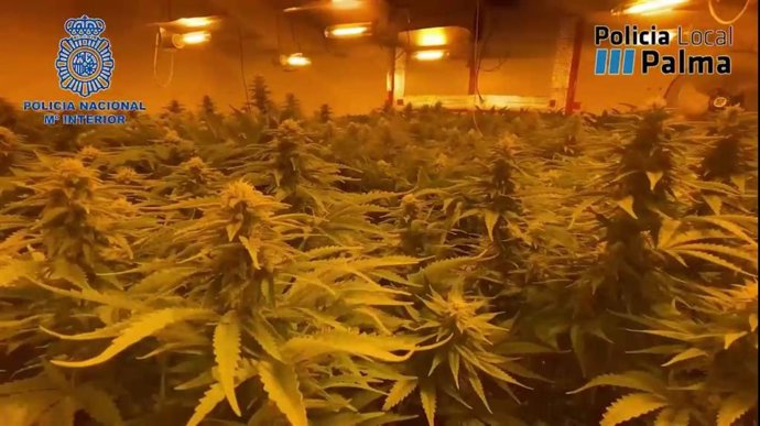 Plantación de marihuana hallada por la Policía.